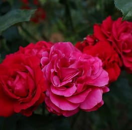 Photo by Lara John a group of red flowers