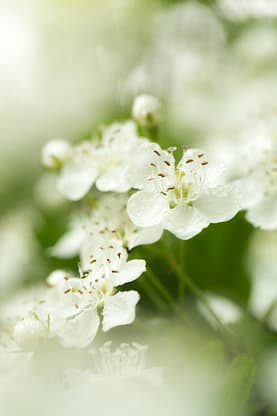 Photo by Diana Parkhouse white flower in macro shot