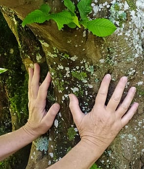 Mains et arbre 06 19