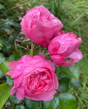 Photo by Remco van Baalen Three pink flowers with water droplets on them