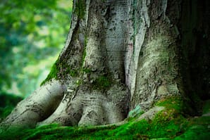 Hêtre Voix des Arbres