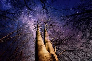 trees-5159688_960_720