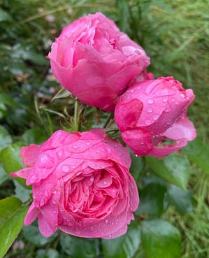 Photo by Remco van Baalen Three pink flowers with water droplets on them