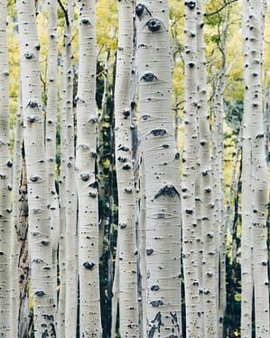 Photo by Peng Chen landscape photo of gray tree