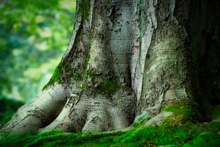 Hêtre Voix des Arbres