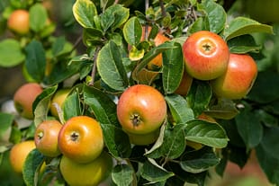 Pommier Mabon