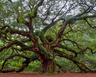 Photo by Andrew Shelley green and brown tree during daytime