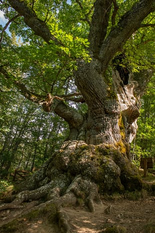 Millenary old oak in summer with a hollow and rotten trunk. Roblon de Estalaya (Cervera de Pisuerga, Palencia, Spain).