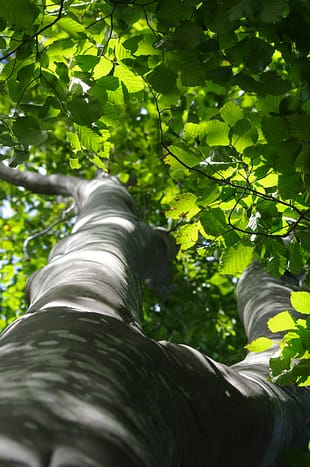 Photo by taichi nakamura a tall tree with lots of green leaves