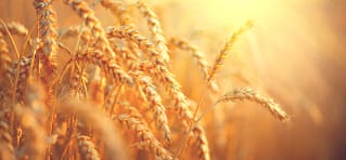 Wheat field. Ears of golden wheat closeup. Harvest concept