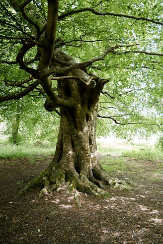 Photo by Wojciech Rzepka a large tree with a very large trunk