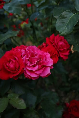Photo by Lara John a group of red flowers