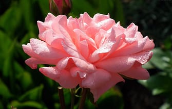 Rose emperlée