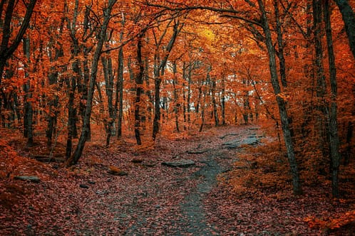 Photo by Konstantin Dyadyun brown trees on brown field during daytime